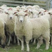 The value of measuring and monitoring your lambs