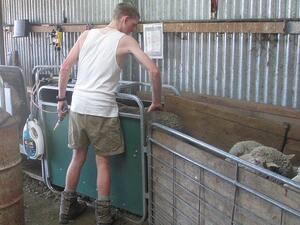 Condition scoring merino ewes, Glenaan Station
